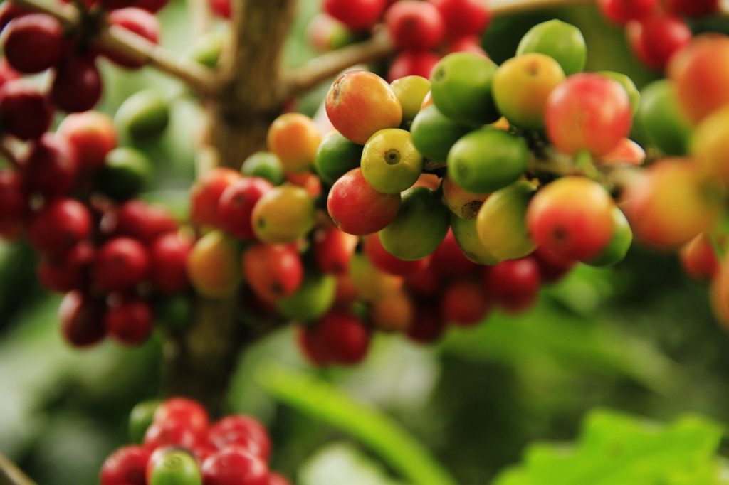 coffee grains, mature, agriculture